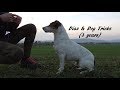 Dog tricks by Diaz the Parson Russell terrier (3 years) の動画、YouTube動画。