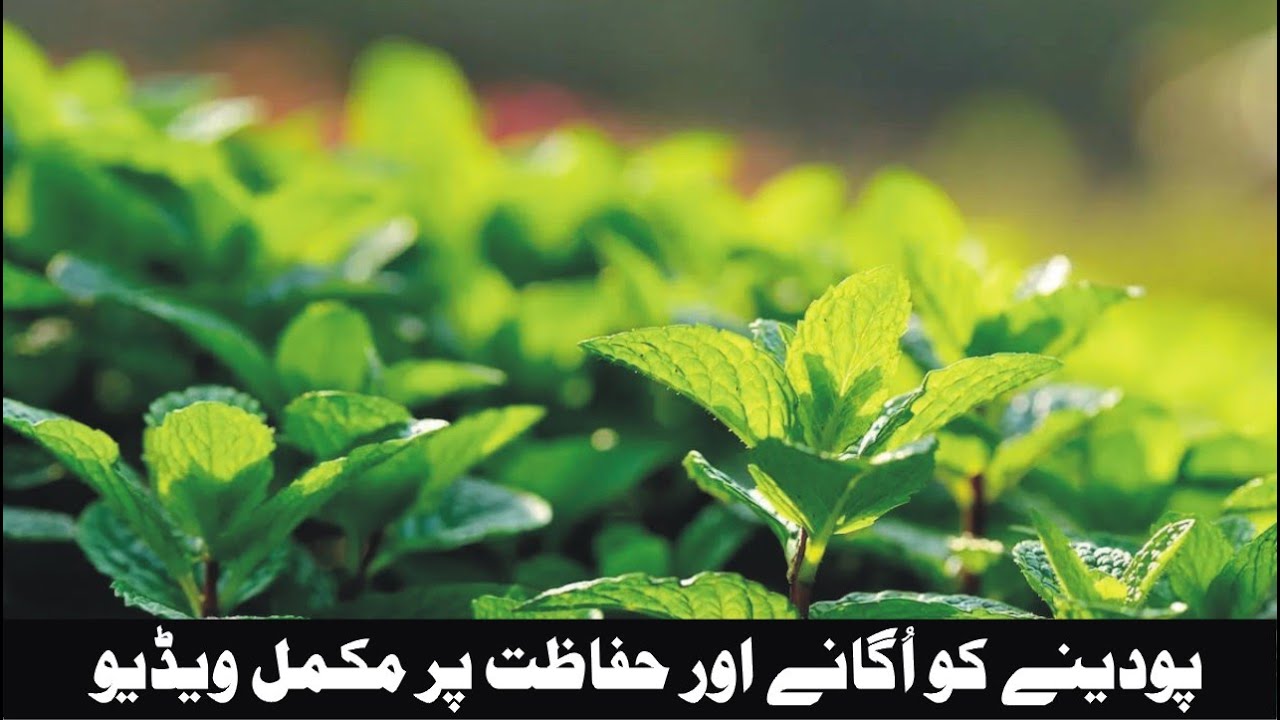 How to grow mint | Benefits of mint | How to care mint plant | #mint