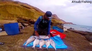 حصيلة كبيرة من أسماك دوراد( زريقة_المحرقصة)جنوب المغرب pêche dorade dakhla maroc