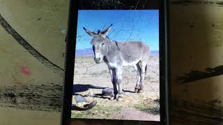 Sound Touch Donkey App