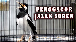 PALING CEPAT BIKIN JALAK GACOR DIPANCING PAKE JALAK SUUREN INI #jalaksuren