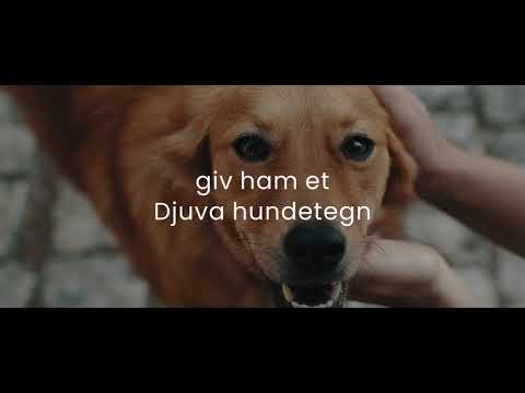 Video: Hvordan Feire året For Den Gule Jordhunden