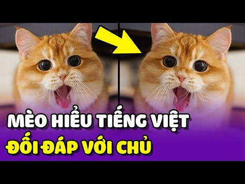 Bé mèo HIỂU