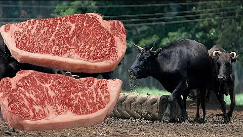 Como é criado o boi Wagyu?