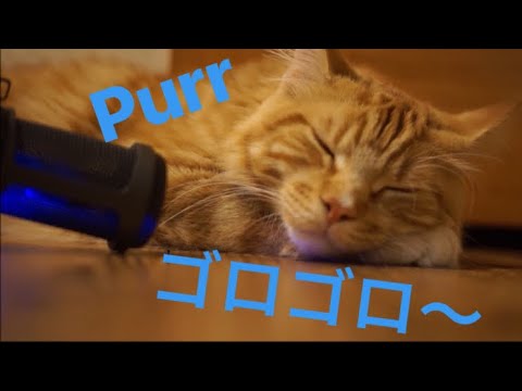 【ASMR】猫セラピー　ゴロゴロ音【イヤホン推奨】 Cat purring for 14 minites Cat therapy