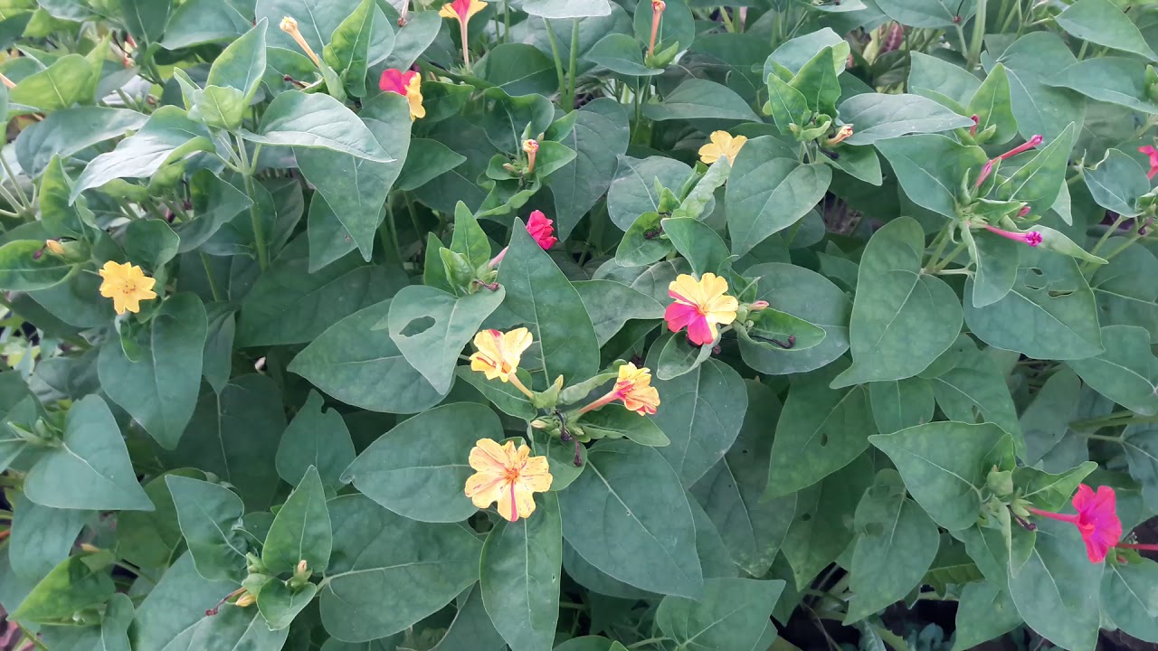 رعاية نبات شب الليل.