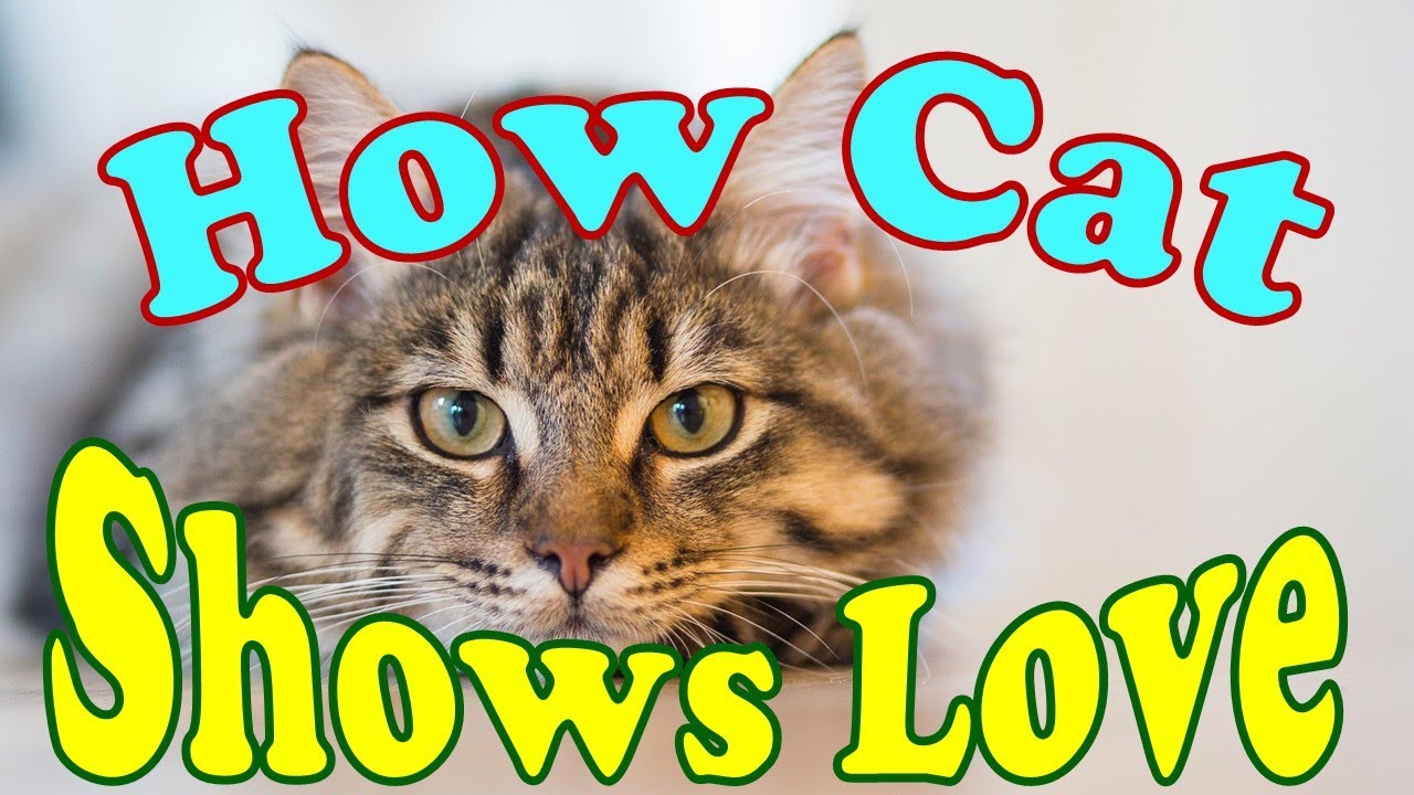 How Cat Shows Love. Understand your cat. YouTube