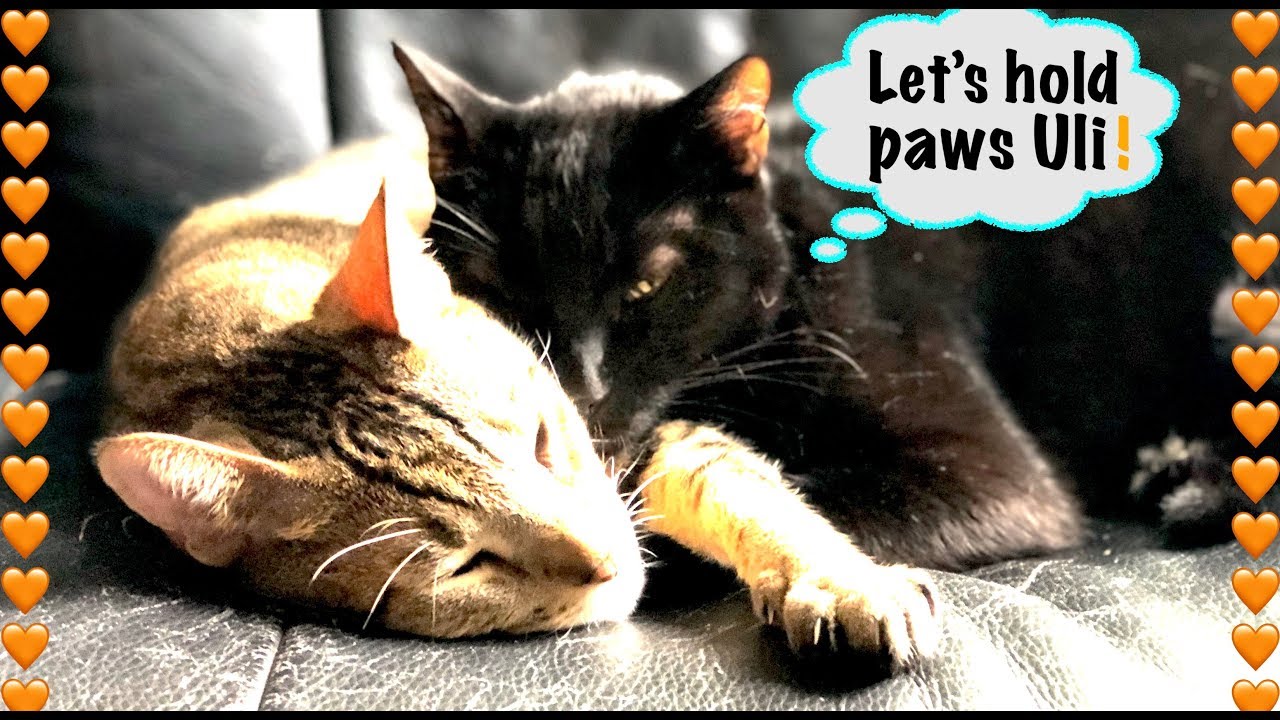 CUTE HUGGING, CUDDLING, PAW HOLDING CATS🧡😽