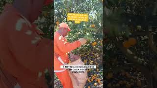 a meta do Bira nesse pomar é 250 reais por dia de boa #colheita