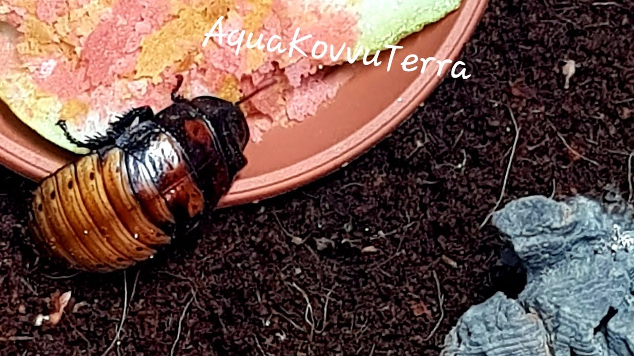 Karaczan madagaskarski - terrarium, warunki, pożywienie. Dzień 22