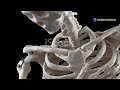 Why Do Babies Have More Bones Than Adults? #babies #bones