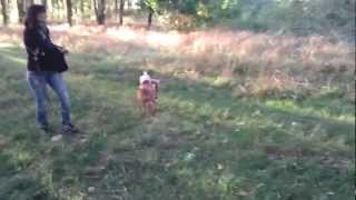 English Bull Terrier Confirmed Kill