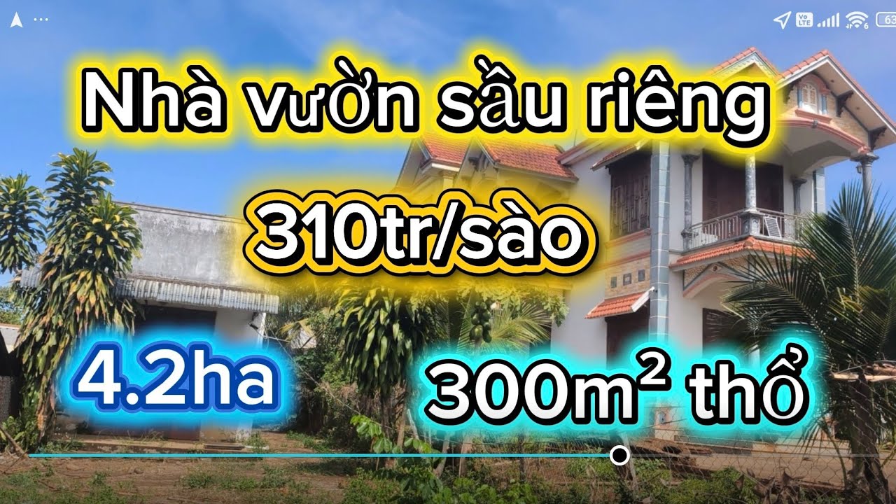 Cần tiền lo việc gia đình nên bà nhà vườn sầu riêng đang thu.Mặt nhựa mênh mông ngay khu dân cư