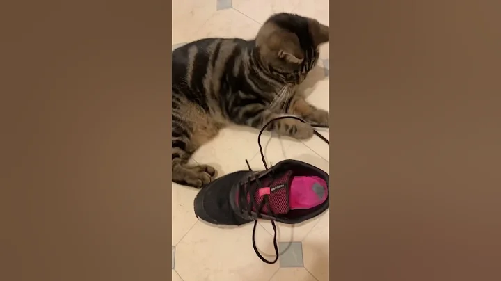 Video 10159771: bengal mix cat, bengal cat playing