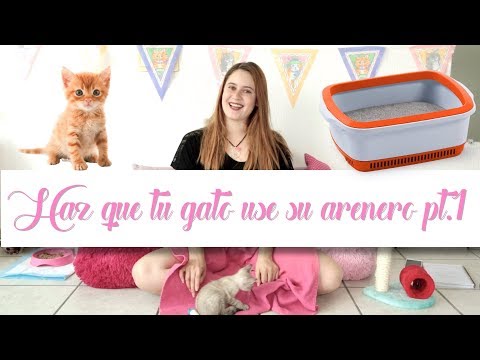 ¿QUÉ HACER SI TU GATO DEJA DE USAR EL ARENERO? Pt1- Cat Tips con Naty Moreno hqdefault