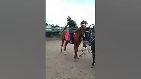 Ian chestnut colt