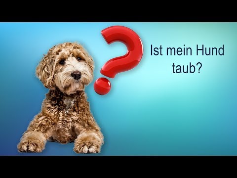 Video: Wie man eine warme Kompresse für Hunde anwendet