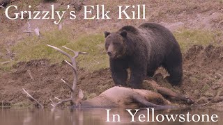 Grizzly's Elk Kill | Part 1 of 4 | Yellowstone in 4K | Inspire Wild Media by Inspire Wild Media 5,057 views 3 years ago 1 minute, 42 seconds