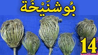 العشبة 14 من السلسلة التعريـفـية بالأعشاب المغربية الجزر البري