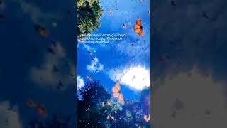Kelebek Misali 🦋🦋🦋