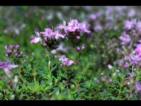 Video: Scharlachroter Salbei Kraut – Pflege einer scharlachroten Salbeipflanze