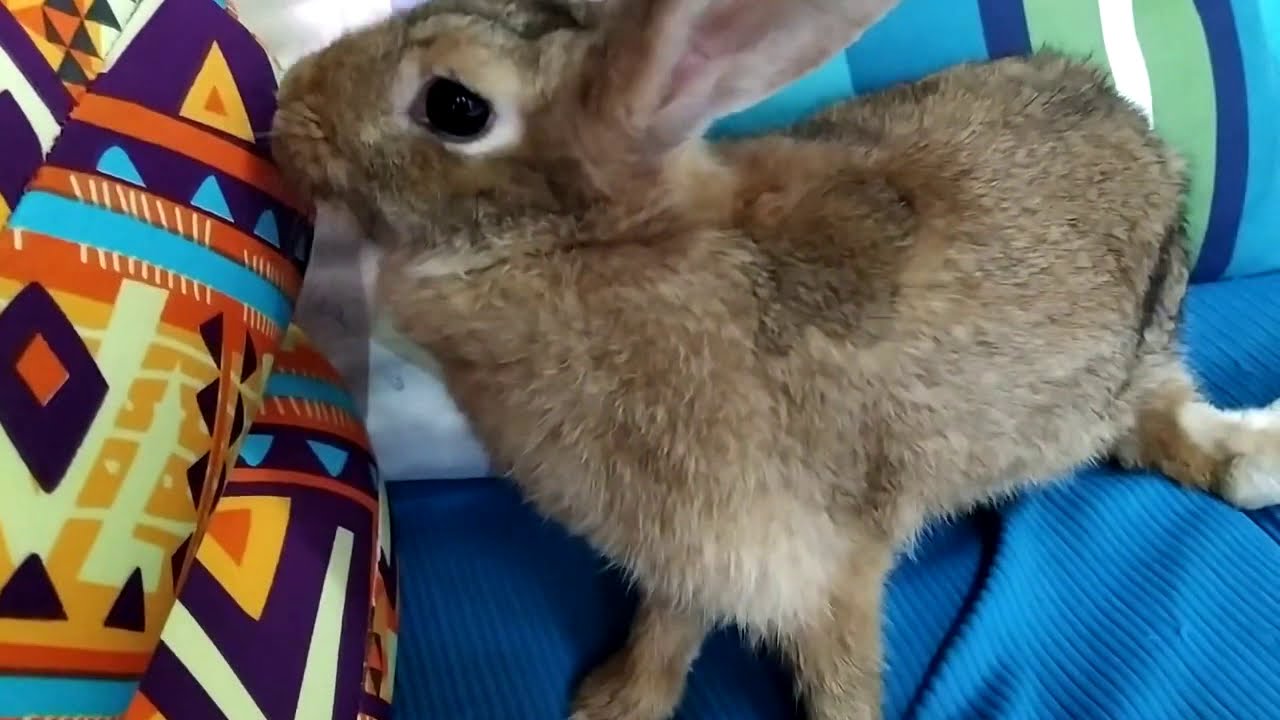 My bunny loves to binky YouTube