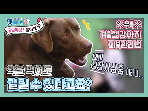 [궁금하냥? 물어보개!] 대부분 모르는 심장사상충의 모든 것! 겨울철 강아지 피모관리법까지!🐶