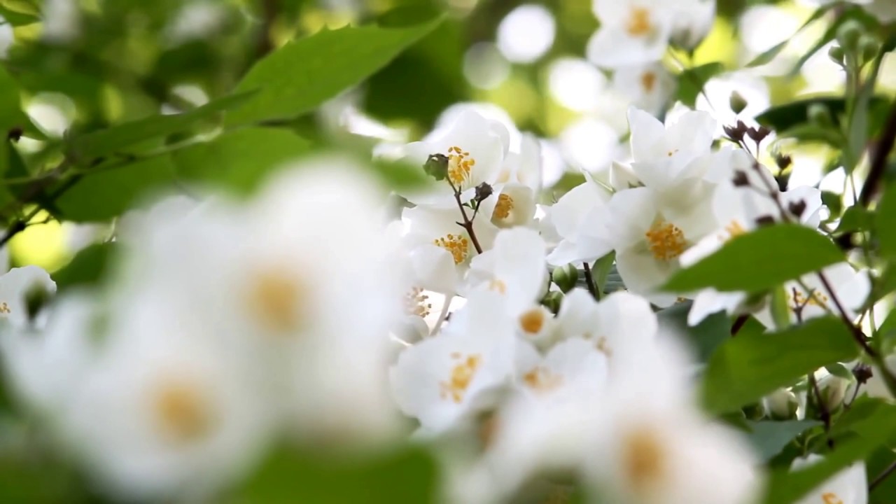 [10 Hours] Spring Flowers 1 Video & Soundscape [1080HD] SlowTV YouTube