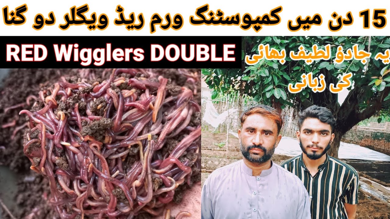 composting wormred wigglerAustralian businessMR