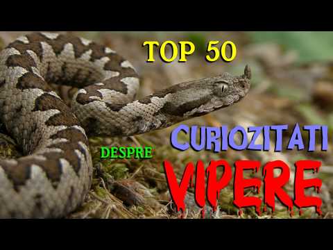 Top 50 curiozitati despre VIPERE