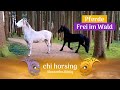 Liebst Du die Natur und Pferde?#Pferdefreunde#Horse#Reiten. Komm mit in den Wald#Saliho_school