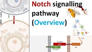 Notch signalling pathway in development and diseases