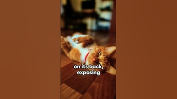 Decode Your Cat: Understanding Feline Body Language in 60 Seconds! #catfacts #catlovers #catlife