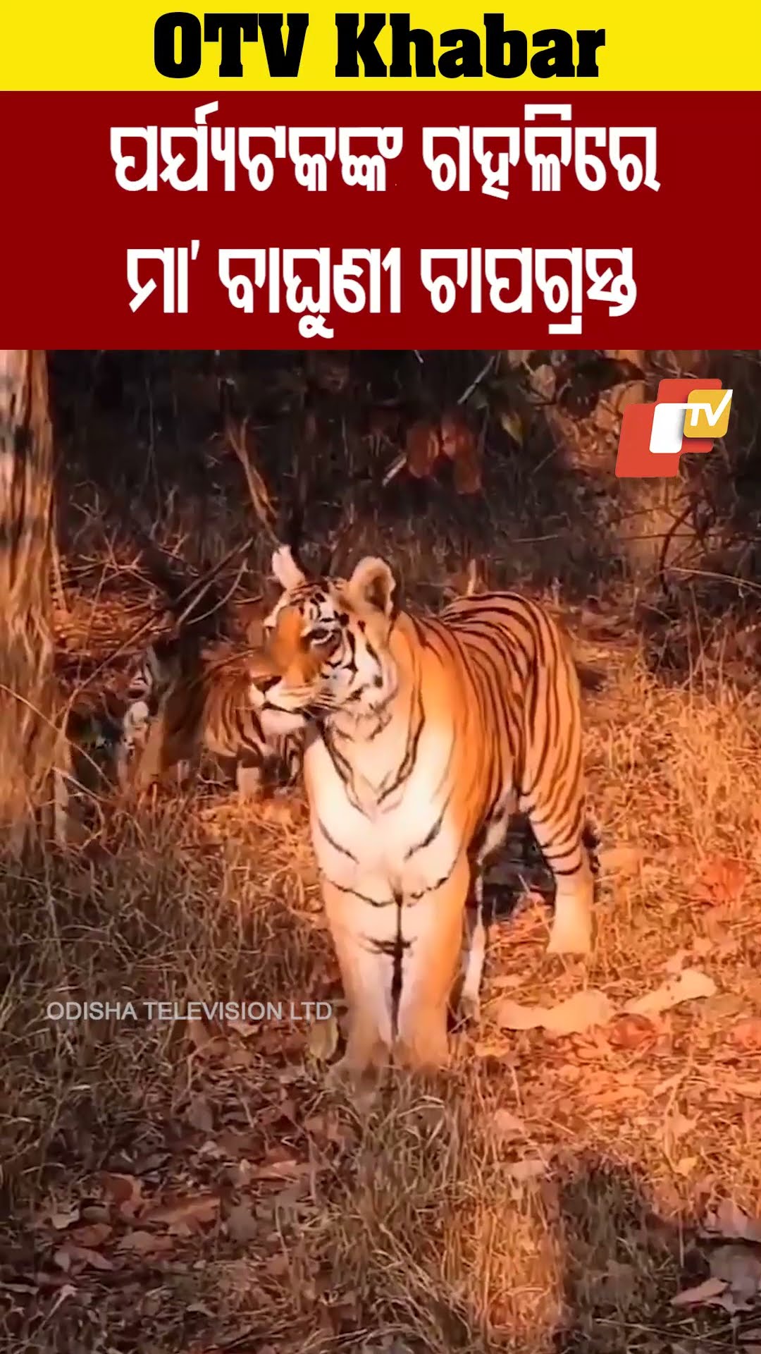 ପର୍ଯ୍ୟଟକଙ୍କ ଗହଳିରେ ମା' ବାଘୁଣୀ ଚାପଗ୍ରସ୍ତ #OdishaTV #OTV