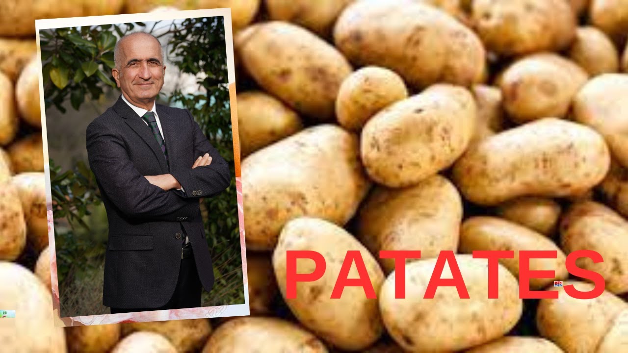 PATATES: TOK TUTAR, ZAYIFLATIR, TANSİYONU DÜŞÜRÜR...