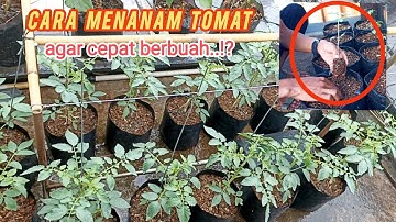 cara mudah menanam tomat di polybag agar cepat berbuah. #tomat #tomato