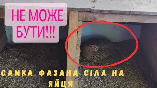 РІДКІСТЬ! Самка мисливського фазана сіла на яйця