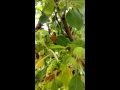 papillon , il ma accepté une science photos hum la nature me gâté (m'hand azerradj)
