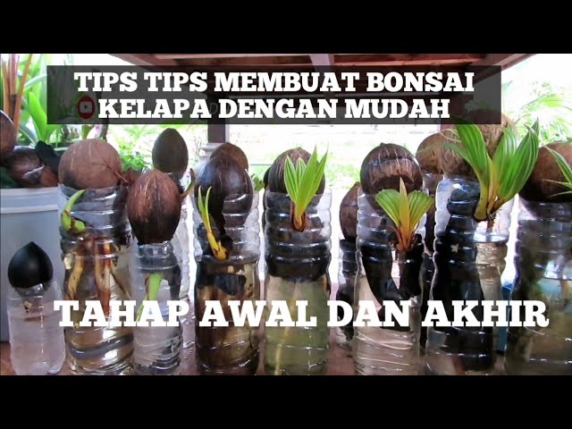 TIPS MUDAH MEMBUAT BONSAI KELAPA DARI AWAL SAMPAI JADI BAGUS /Easy way make coconut bonsai class=