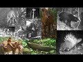 Discover the animals of borneo