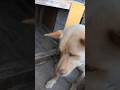 猟犬（ニック）の晩ごはん #狩猟 #猟犬 #田舎暮らし