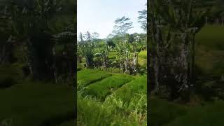Subhanallah Indahnya Pemandangan Sawah Yang Masih Hijau & Rumah2 Di Desa #subhanallah #sawah #rumah Subhanallah Indahnya Pemandangan Sawah Yang Masih Hijau & Rumah2 Di Desa #subhanallah #sawah #rumah