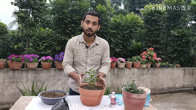 Rohibalarning platina bilan kaltaklangani videosi. Rohibalarning platina bilan kaltaklangani videosi.