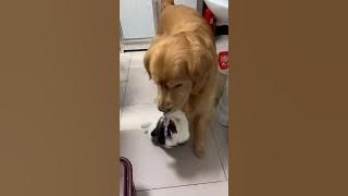 Golden Retriever Cats and Dogs Shuangquan Cute Pets Unexpectedly Teng Teng
