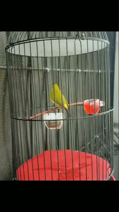 Pleci nembak cer wit wit tulit²