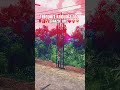 Filter:red sky #trend #teleport #red