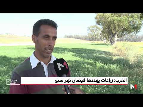 روبورتاج زراعات يهددها فيضان نهر سبو بالغرب