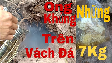 Lấy Tổ Ong Mật Khủng Cực Khó Trên Vách Đá - Thần Rừng 7h30 Phút