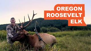 Recurve Roosevelt Elk in Oregon