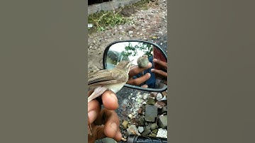 burung cimblek sawah umur 1 tahun gacor mental baja-,#qqq321#